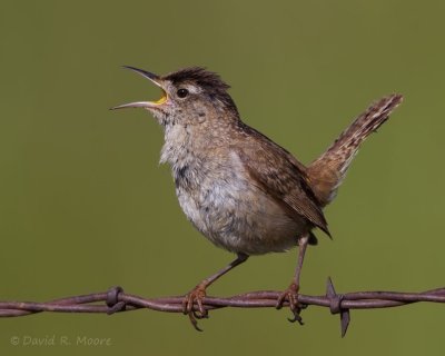 Marsh Wren