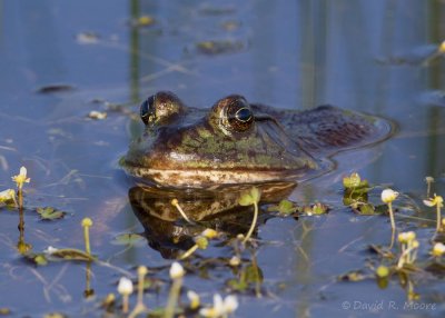 Bullfrog