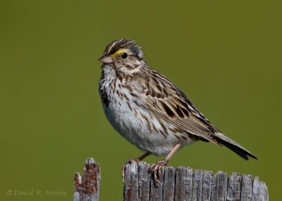 Savannah Sparrow