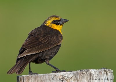 Yellow-headed Blackbird
