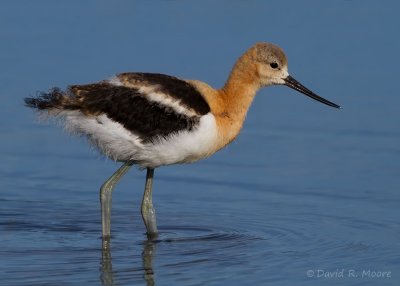 American Avocet