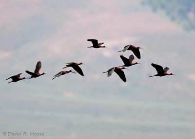 White-faced Ibis