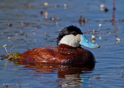 Ruddy Duck