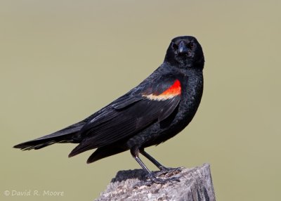 Red-winged Blackbird
