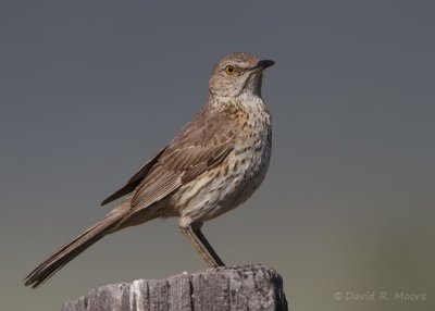 Sage Thrasher