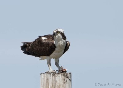 Osprey