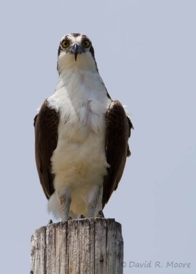 Osprey