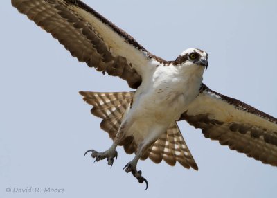 Osprey