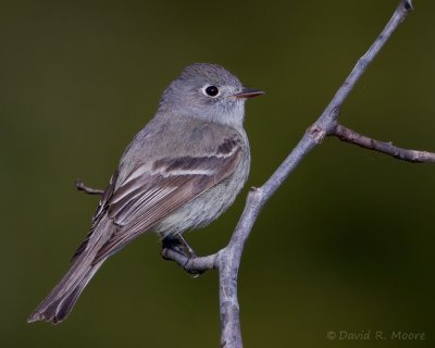 Dusky Flycatcher