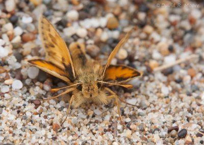 Fiery (?) Skipper