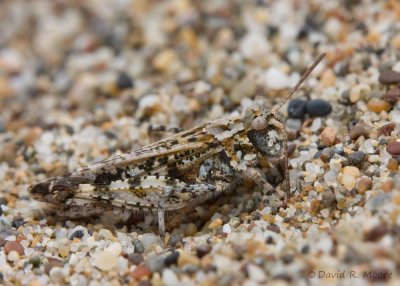 Grasshopper sp.
