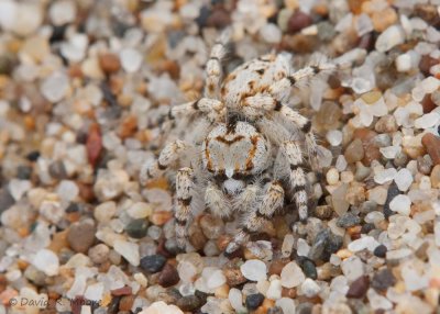Jumping Spider