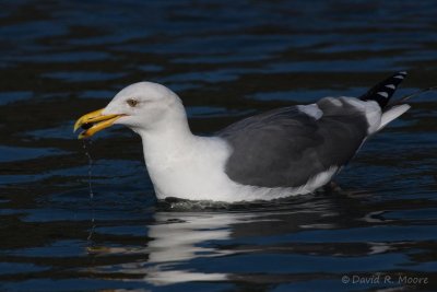 Western Gull