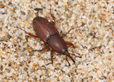 Snout Beetle sp.
