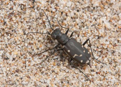 Western Tiger Beetle, female