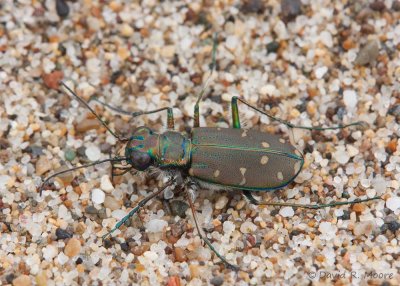 Western Tiger Beetle