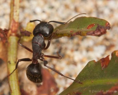 Ant sp.