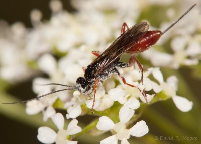 Wasp sp.