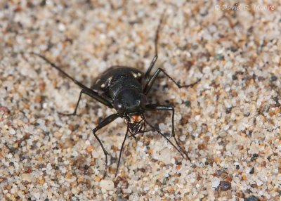 Western Tiger Beetle