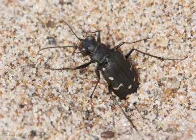 Western Tiger Beetle
