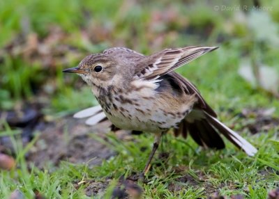 American Pipit