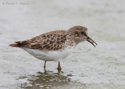 Least Sandpiper