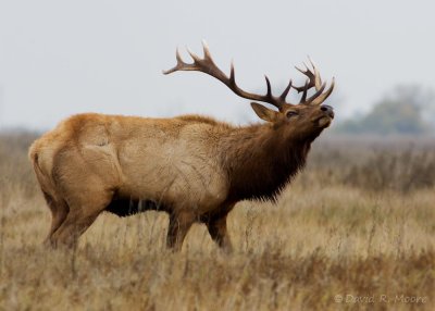 Tule Elk