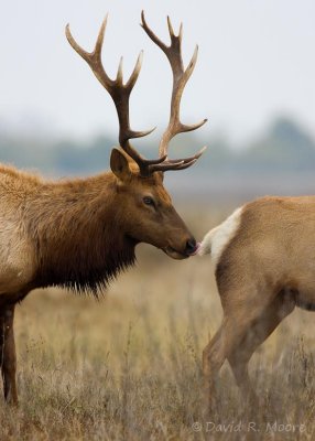 Tule Elk