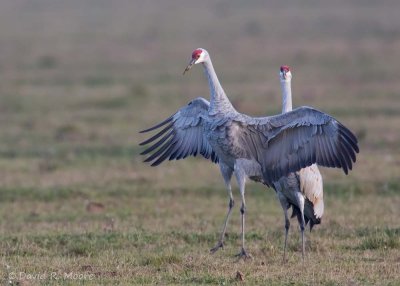 Sandhill Cranes