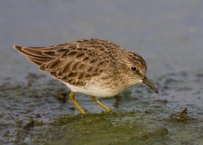 Least Sandpiper