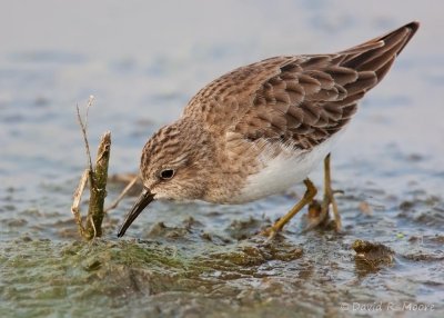 Least Sandpiper