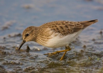 Least Sandpiper