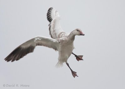 Snow Goose