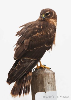 Northern Harrier