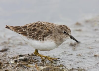 Least Sandpiper