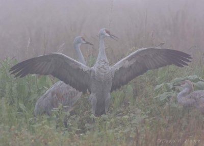 Sandhill Cranes