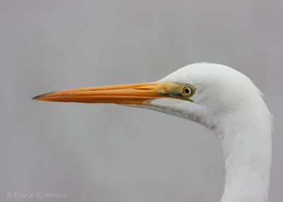 Great Egret