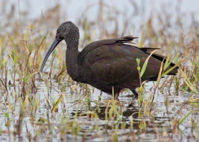 White-faced Ibis