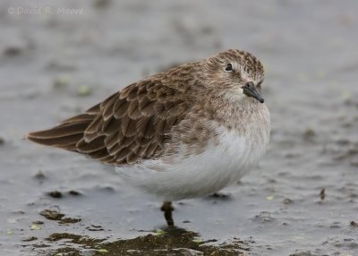 Least Sandpiper