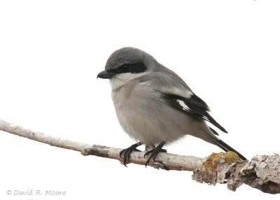 Loggerhead Shrike