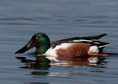Shoveler