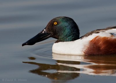 Shoveler