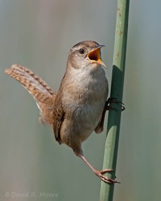 Marsh Wren