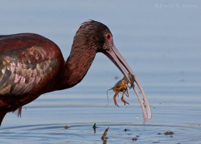 White-faced Ibis