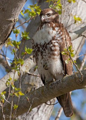 Red-tailed Hawk