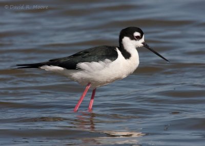 Black-necked Stilt