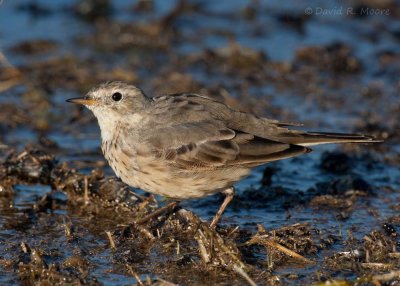 American Pipit