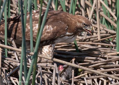 Red-tailed Hawk