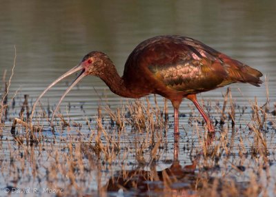 White-faced Ibis