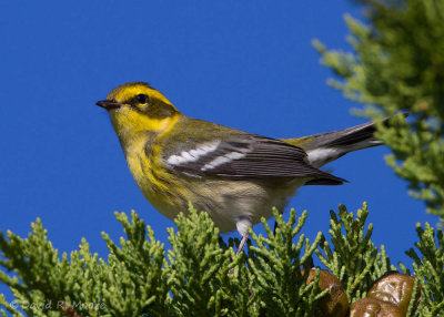 Townsend's Warbler